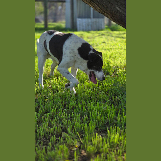 Photo of Tank