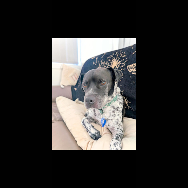 Photo of Puggles   6 Year Old Cattle X Pug