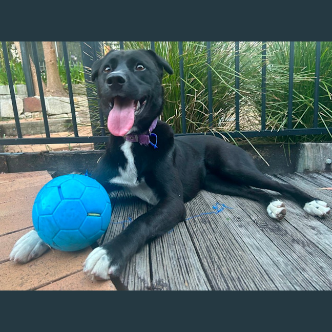 Photo of Mochi   1 Year Old Labrador Kelpie X