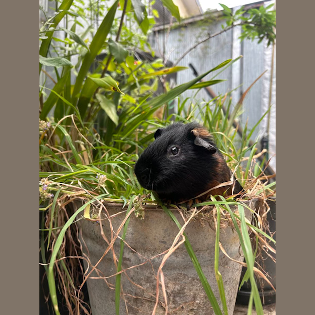 Photo of Oliver