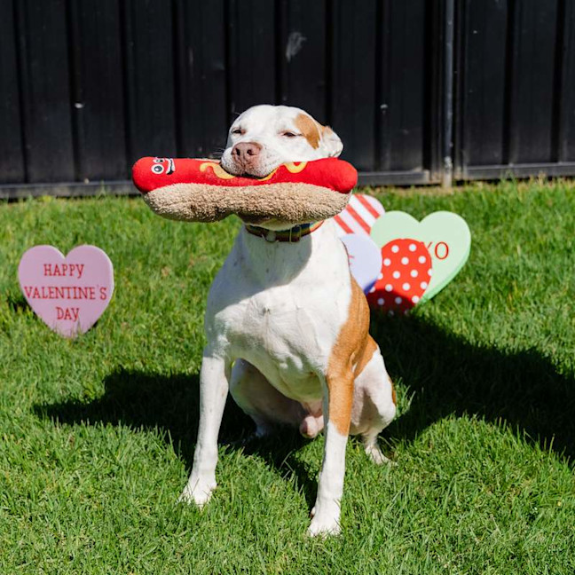 Photo of Boxa