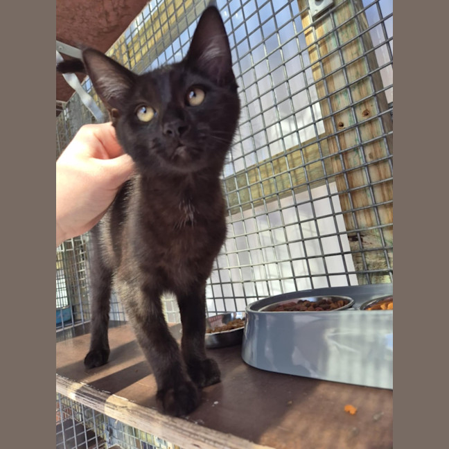 Photo of Salem! 🖤