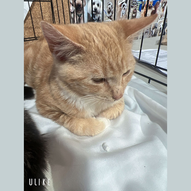 Photo of Bumble