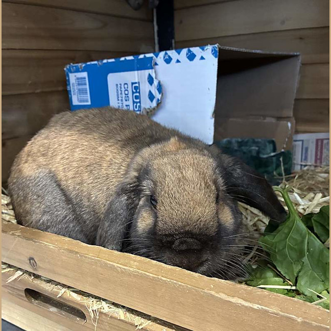 Photo of Toffee