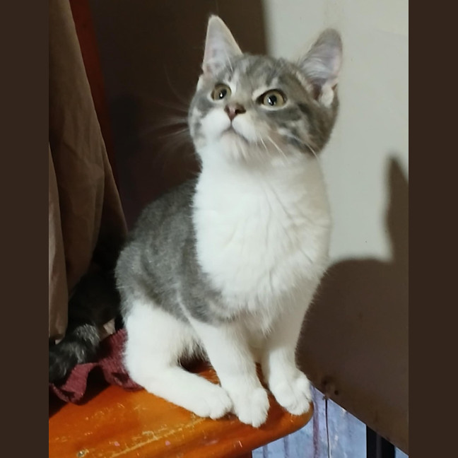 Photo of Harry* 9 Lives Project Rescue*