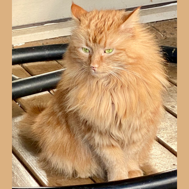 Photo of Mango Fluff