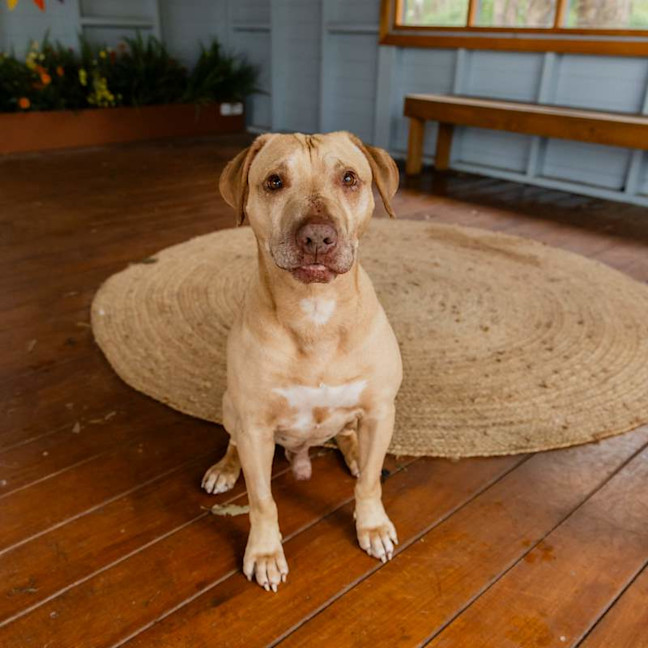 Photo of Chops