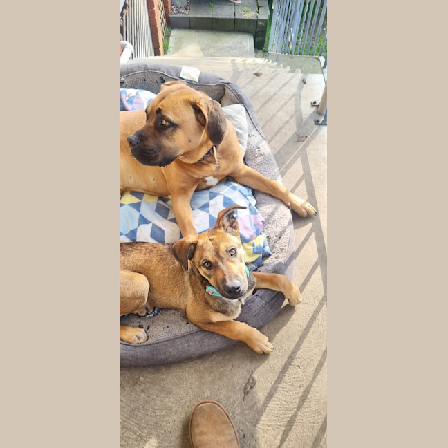 Photo of Bee   5 Month Old Ridgeback X
