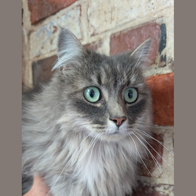 Photo of Nibbles