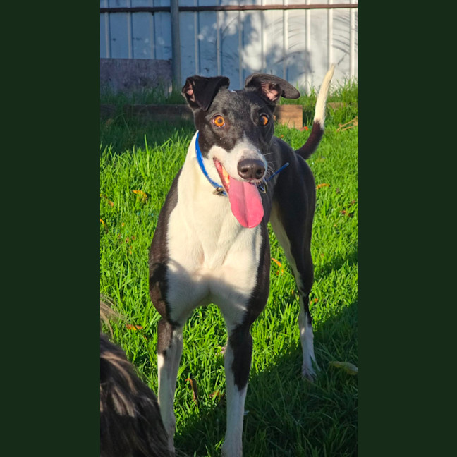 Photo of Dot
