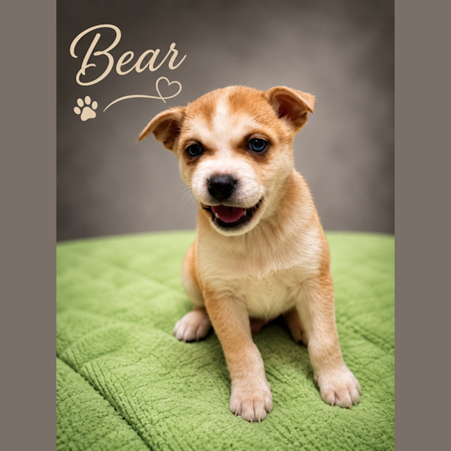Photo of Bear