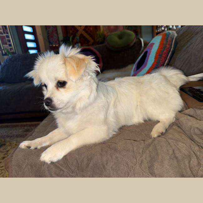 Photo of Minty   8 Month Old Maltese X