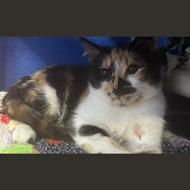 Photo of Toffee