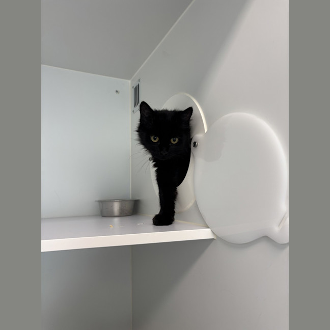 Photo of Crackle