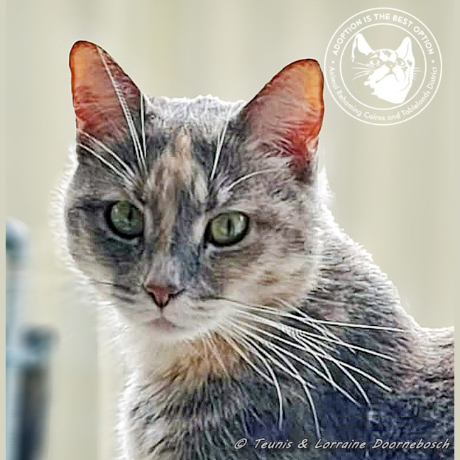 Photo of Marmie (Smokey)