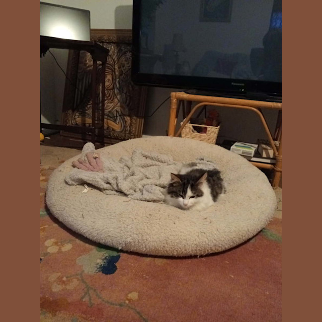 Photo of Stormy Von Bunny Bum 