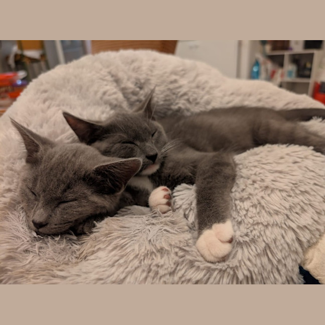 Photo of Rocket & Misty   Located In Glenroy