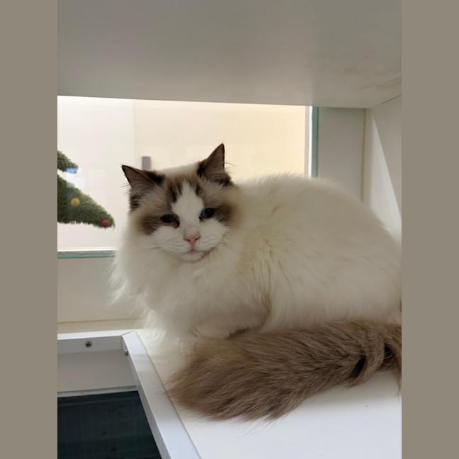 Photo of Bramble