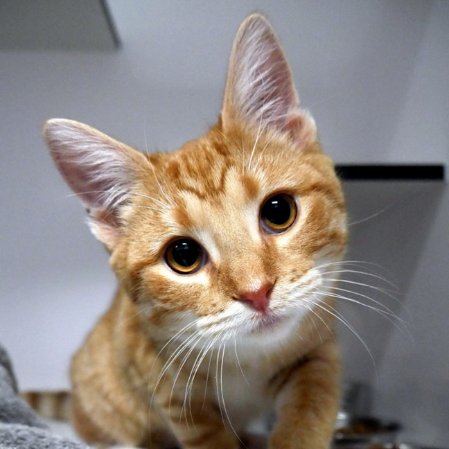 Photo of Marmalade Suk014064