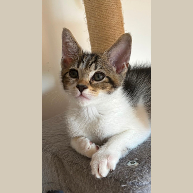 Photo of Louie 🐾🥳💙💙