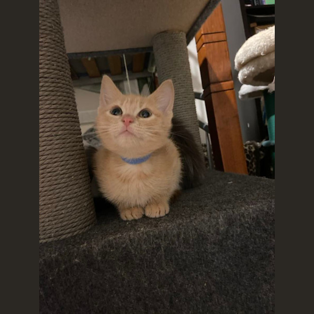 Photo of Whethers Original 