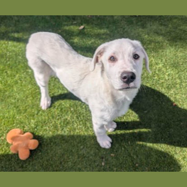 Photo of Barney