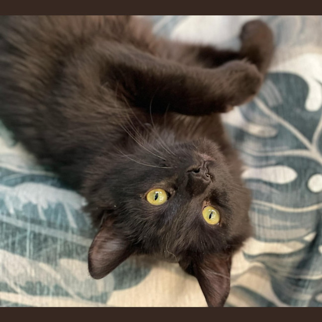 Photo of Scully **2nd Chance Cat Rescue**