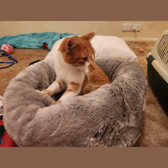 Photo of Jester 