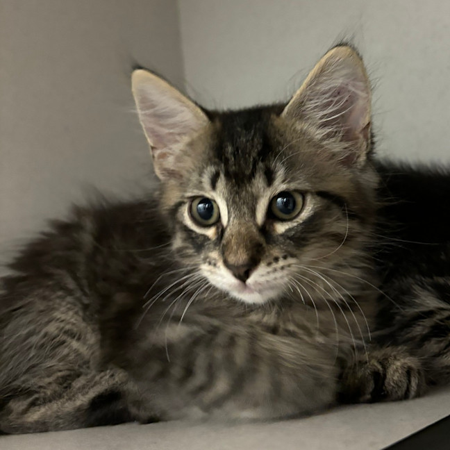 Photo of Fenris