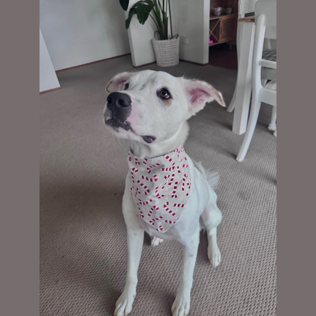 Photo of Brazil *$350 Adoption Fee*