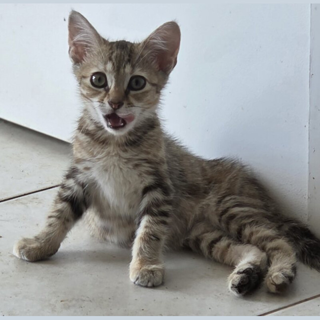 Photo of Pebbles