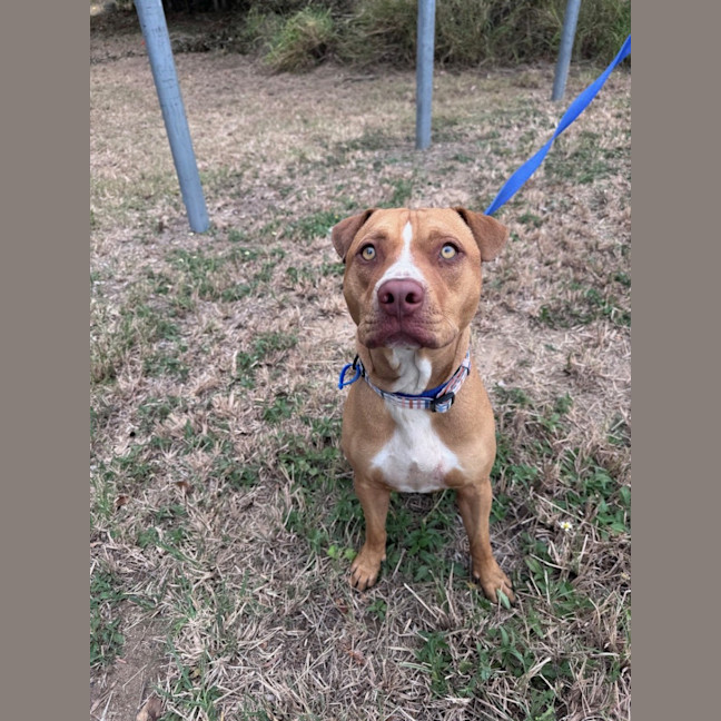 Photo of Trooper 