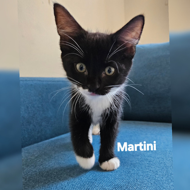 Photo of Martini