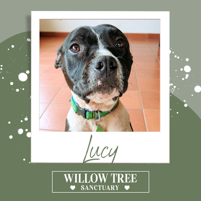 Photo of Lucy