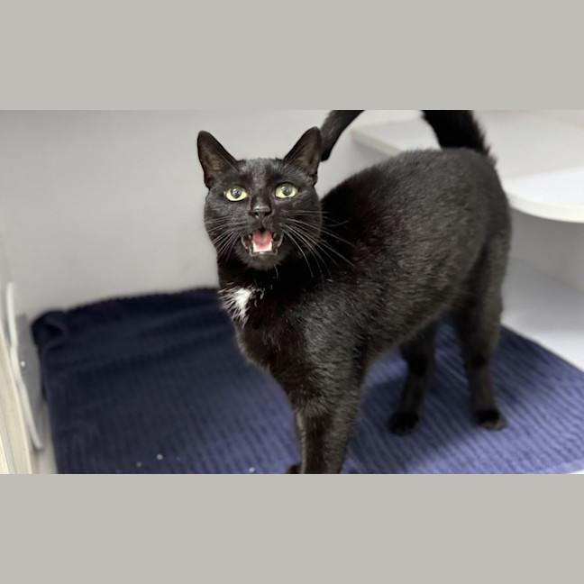 Photo of Salem