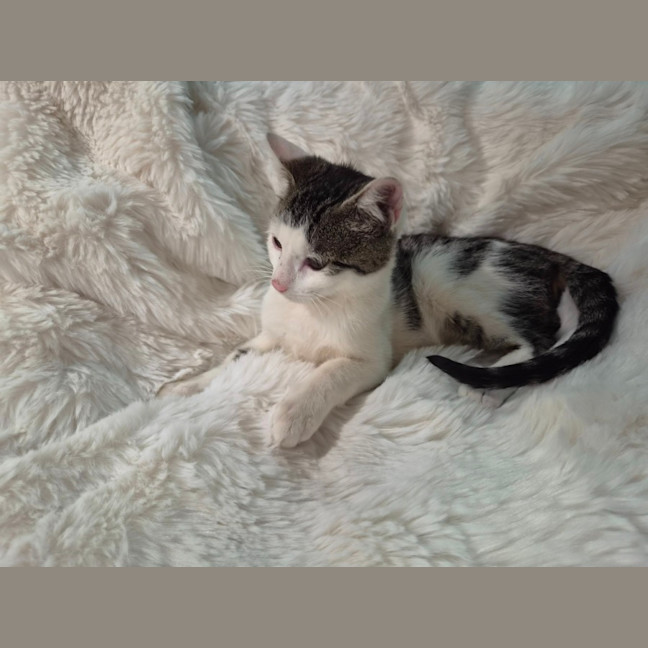 Photo of Kobi