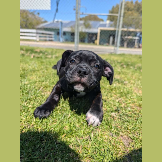 Photo of Louie