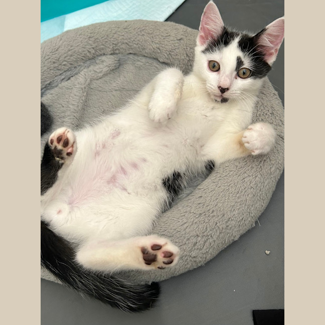 Photo of Pebbles 
