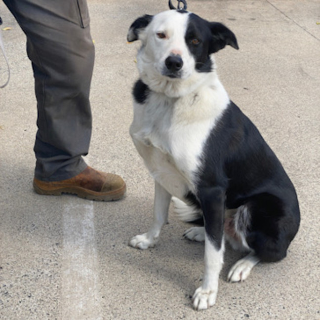 Photo of Koda