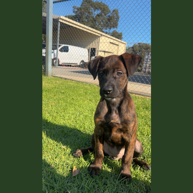 Photo of Coco
