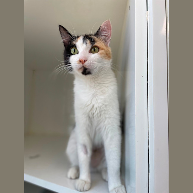 Photo of Luna