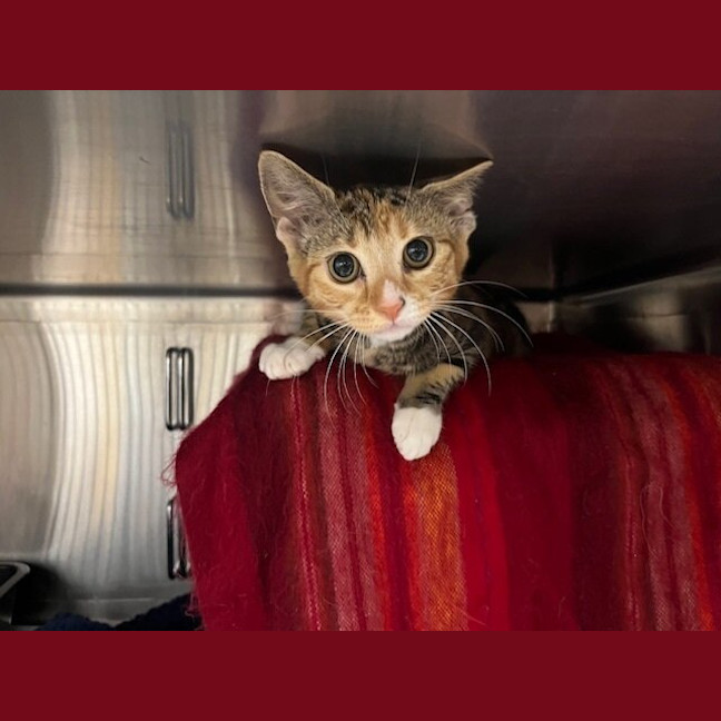 Photo of Tailor Swift