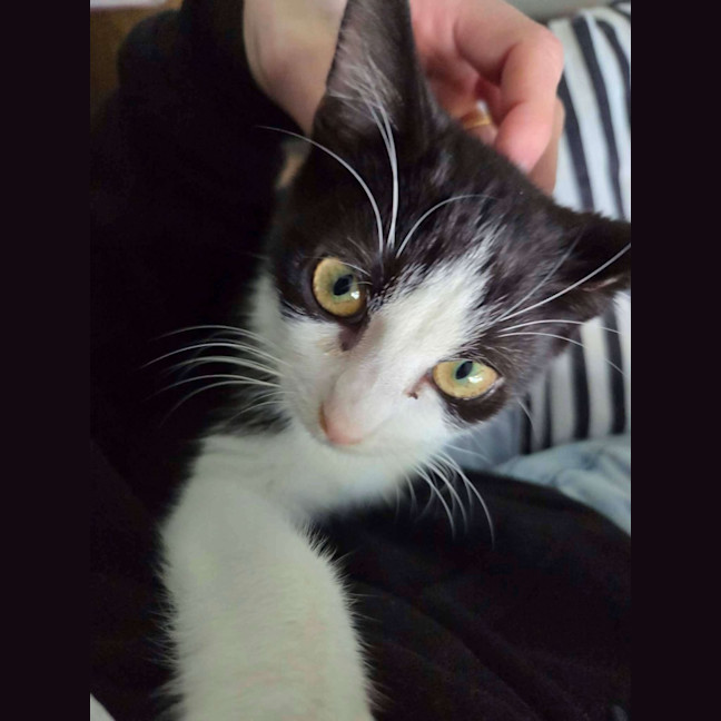 Photo of Pickle