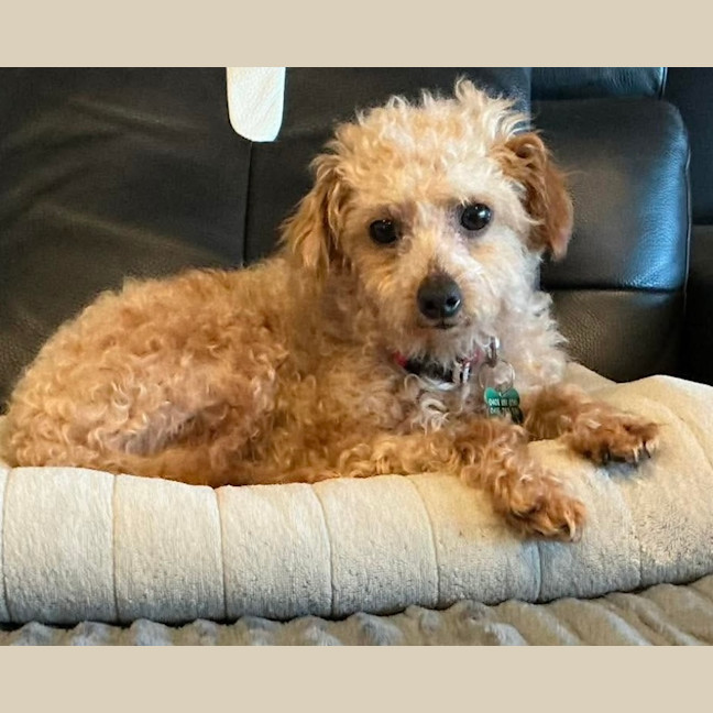 Photo of Teddy