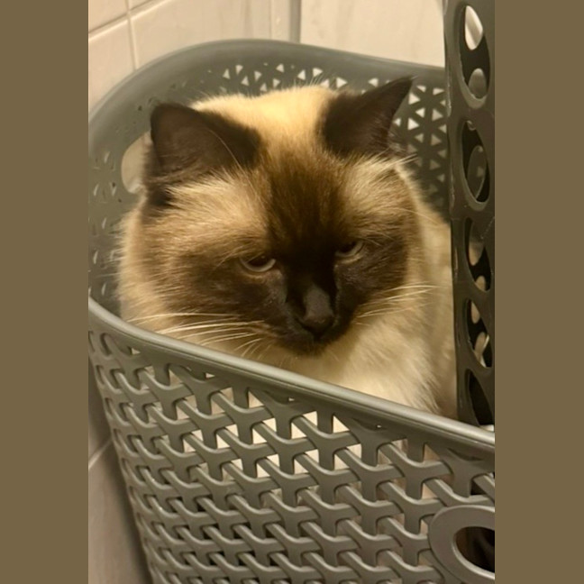 Photo of Kimba