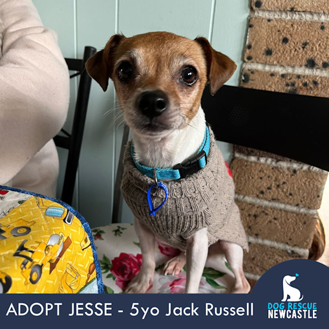 Photo of Jesse 💝5yo Jack Russell Terrier(on Trial 26/8/24)