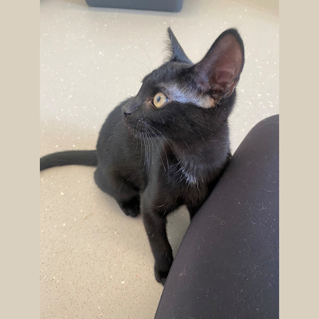 Photo of C1486 Victor