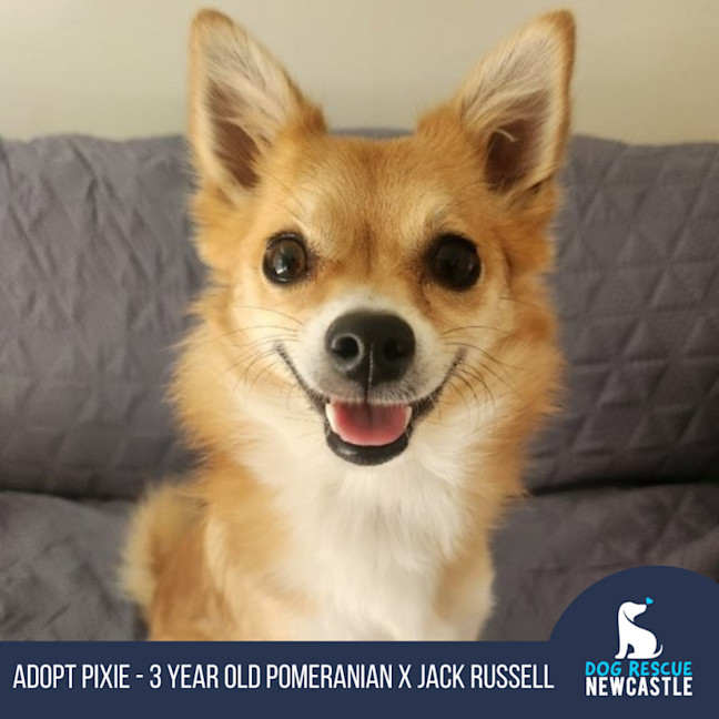 Photo of Pixie   3 Year Old Pomeranian X Jack Russell