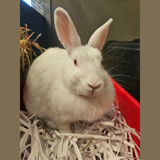 Photo of Fluffy