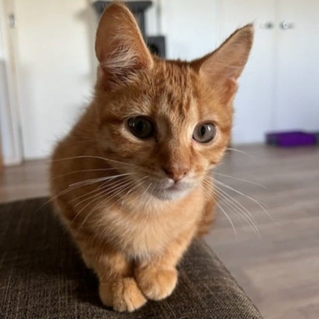 Photo of Fanta
